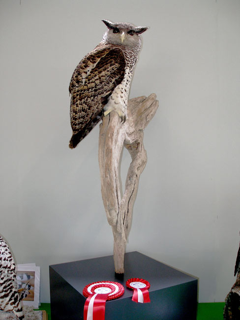 bubo